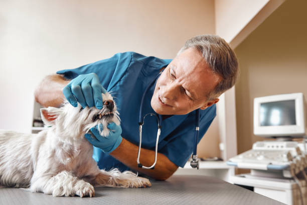 Best Emergency Dental Care for Abscessed Tooth in Woodville, WI